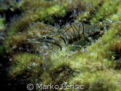 Known as the Common Prawn, these small crustaceans can be... by Marko Perisic 